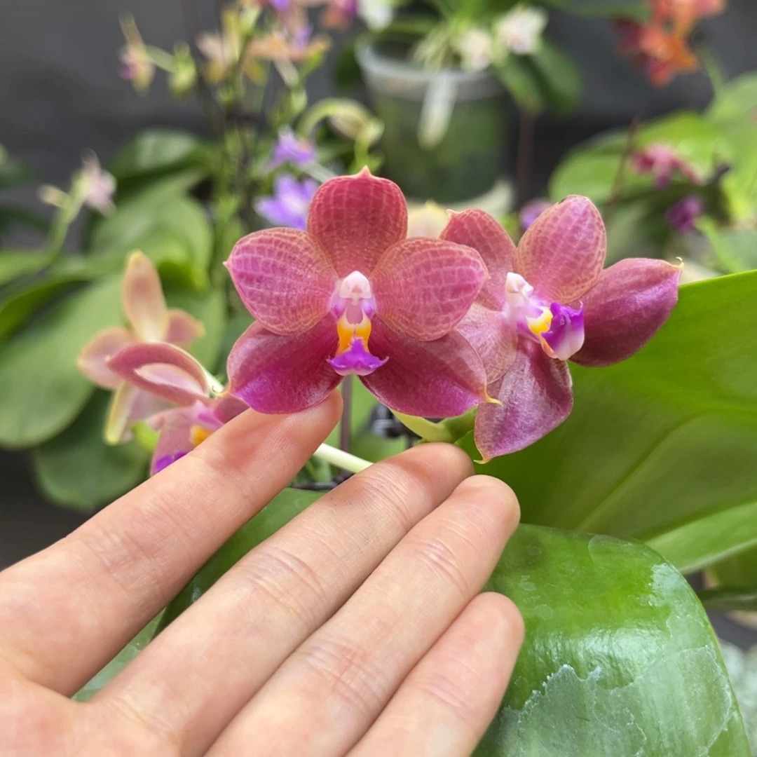 *****3.5寸米奇爪哇交狗开花