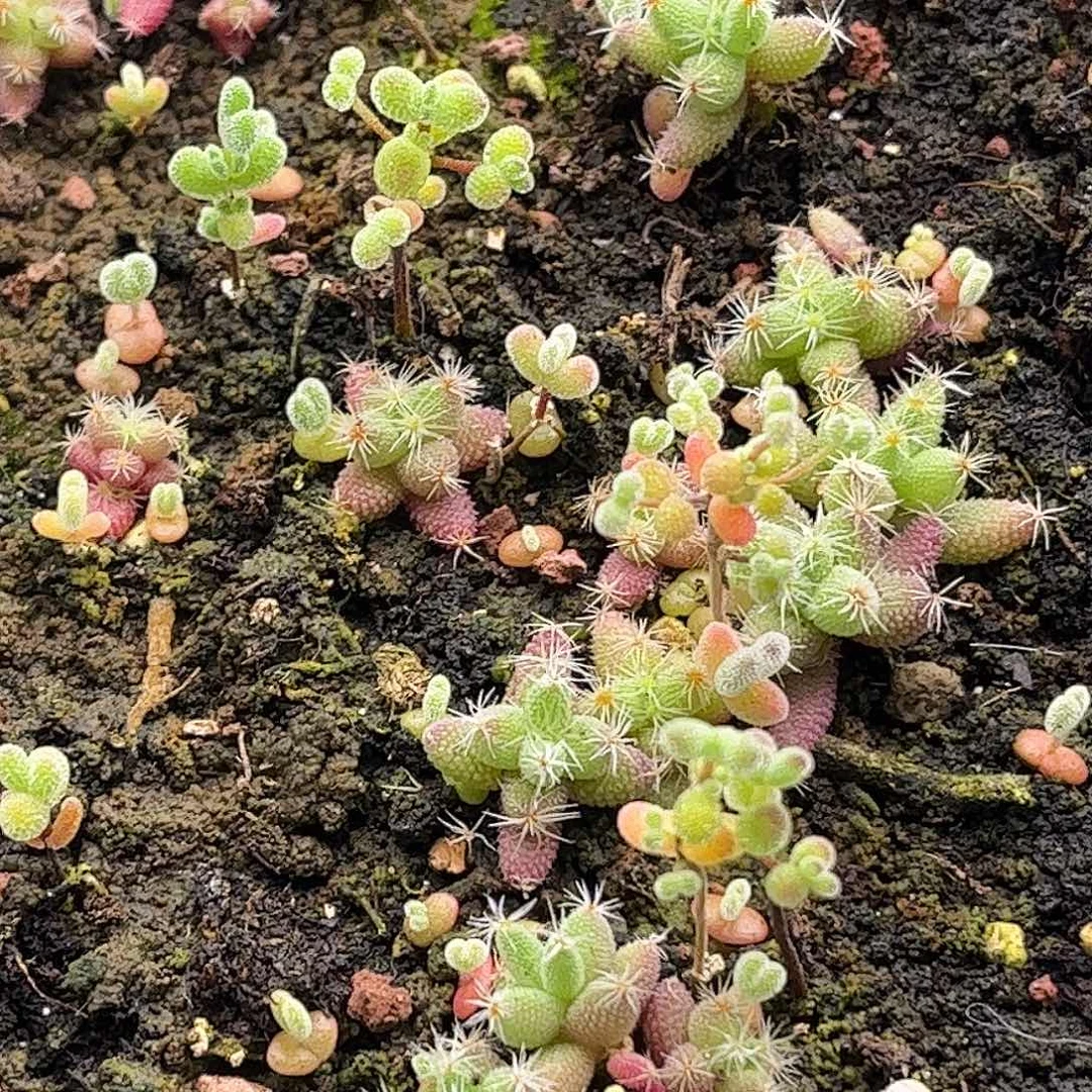 ****宝混播切糕优选枝干番杏