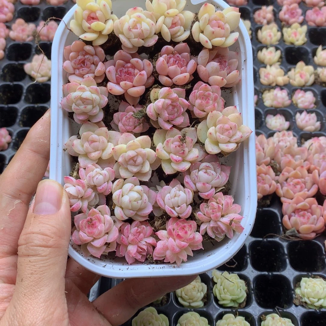 反反复复还是很开心的012