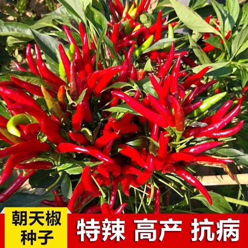 朝天椒种子小米椒早熟辣椒种籽超辣阳台盆栽四季播种农家蔬菜种子