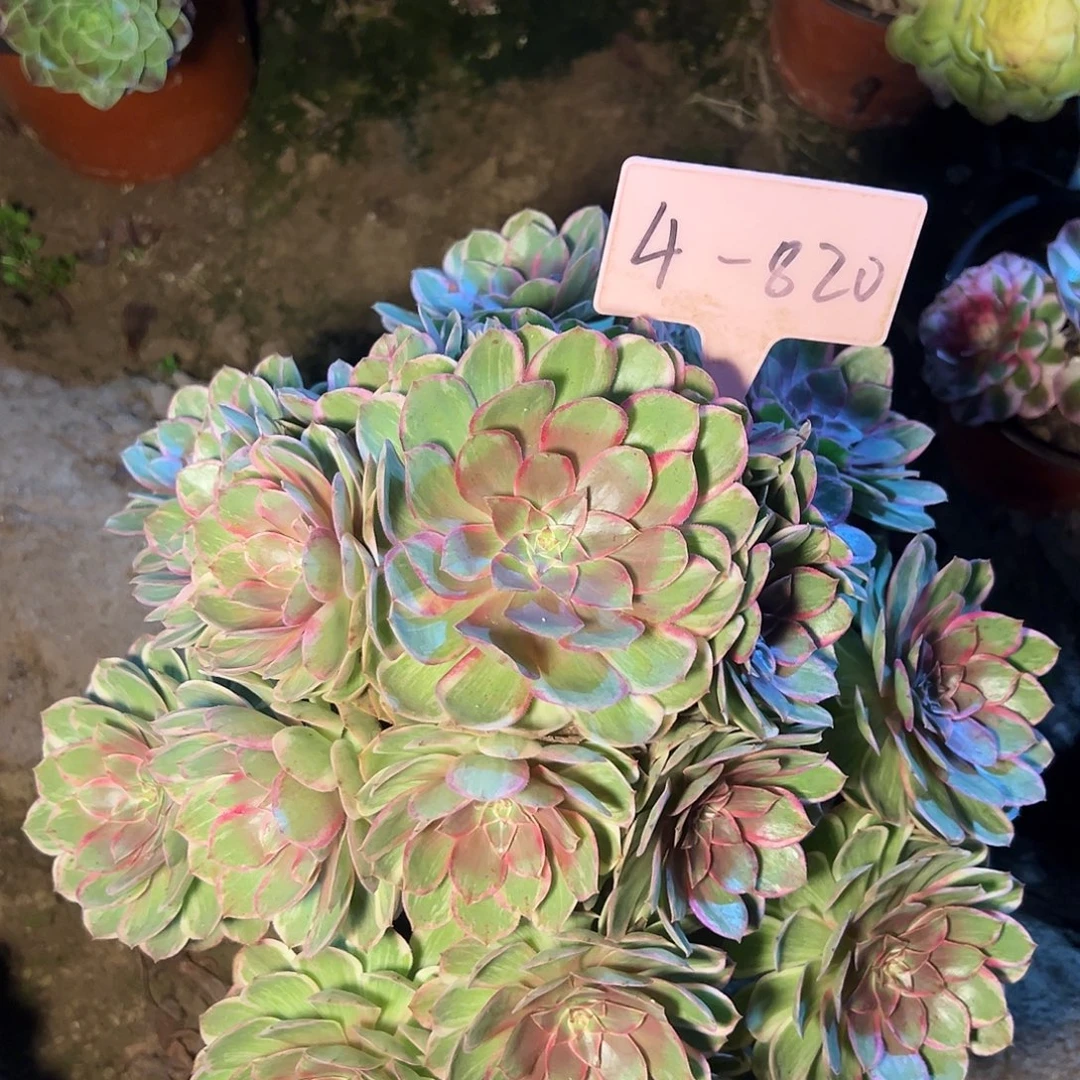 4-820莲花座多肉法师