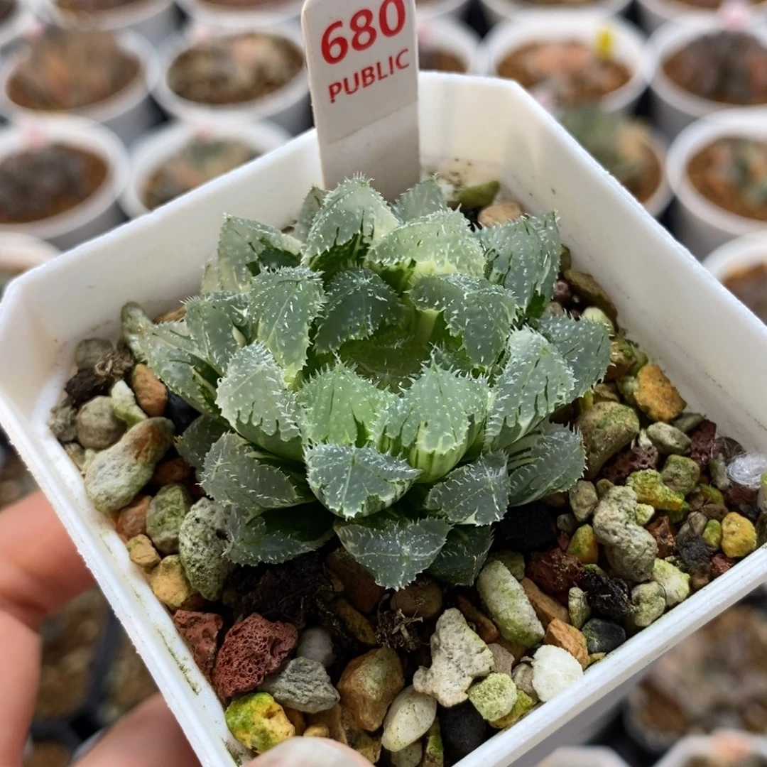 680玄冰玉露锦一物一图