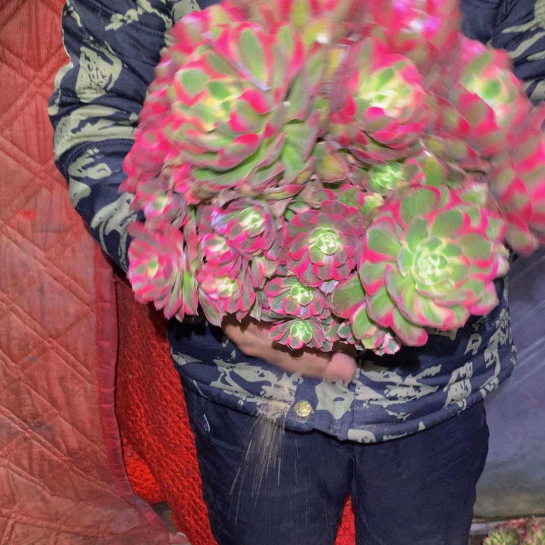 法师多肉植物215