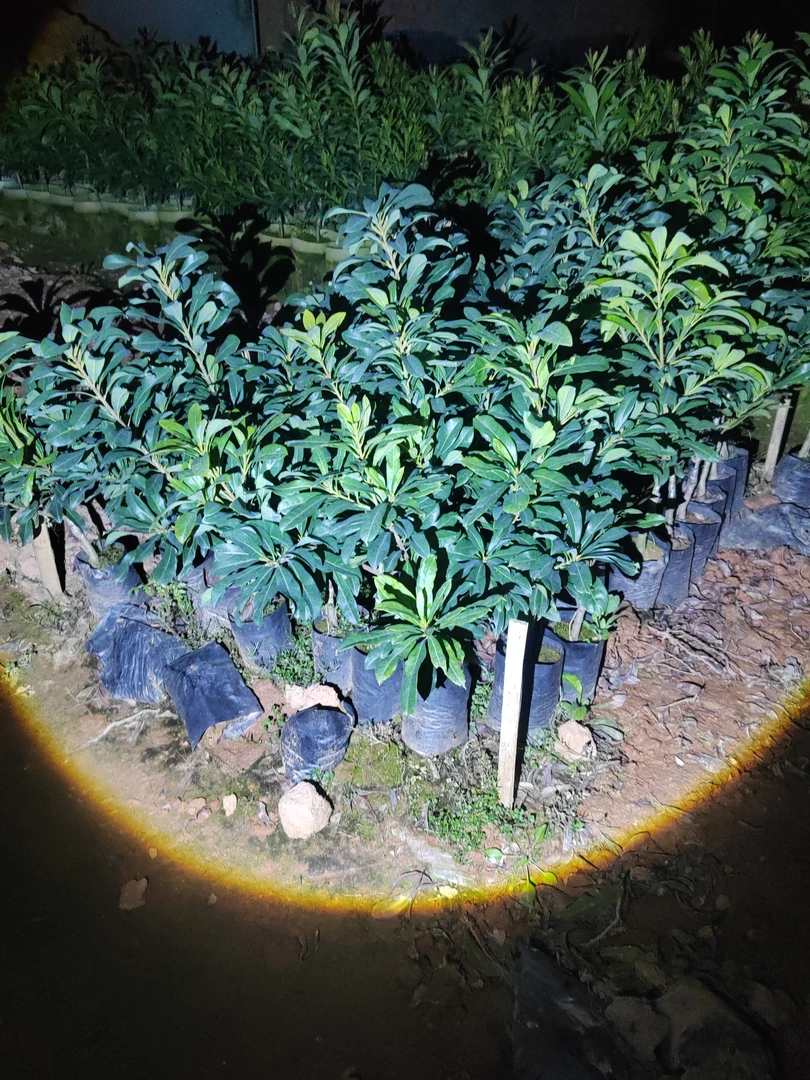 主播推荐庭院绿植