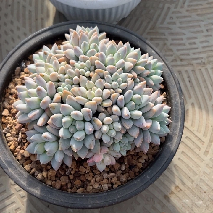 奶糖叶插无砍自然群