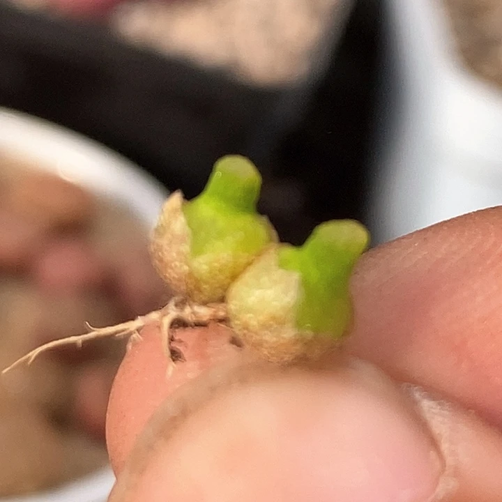 17612小葫芦一颗