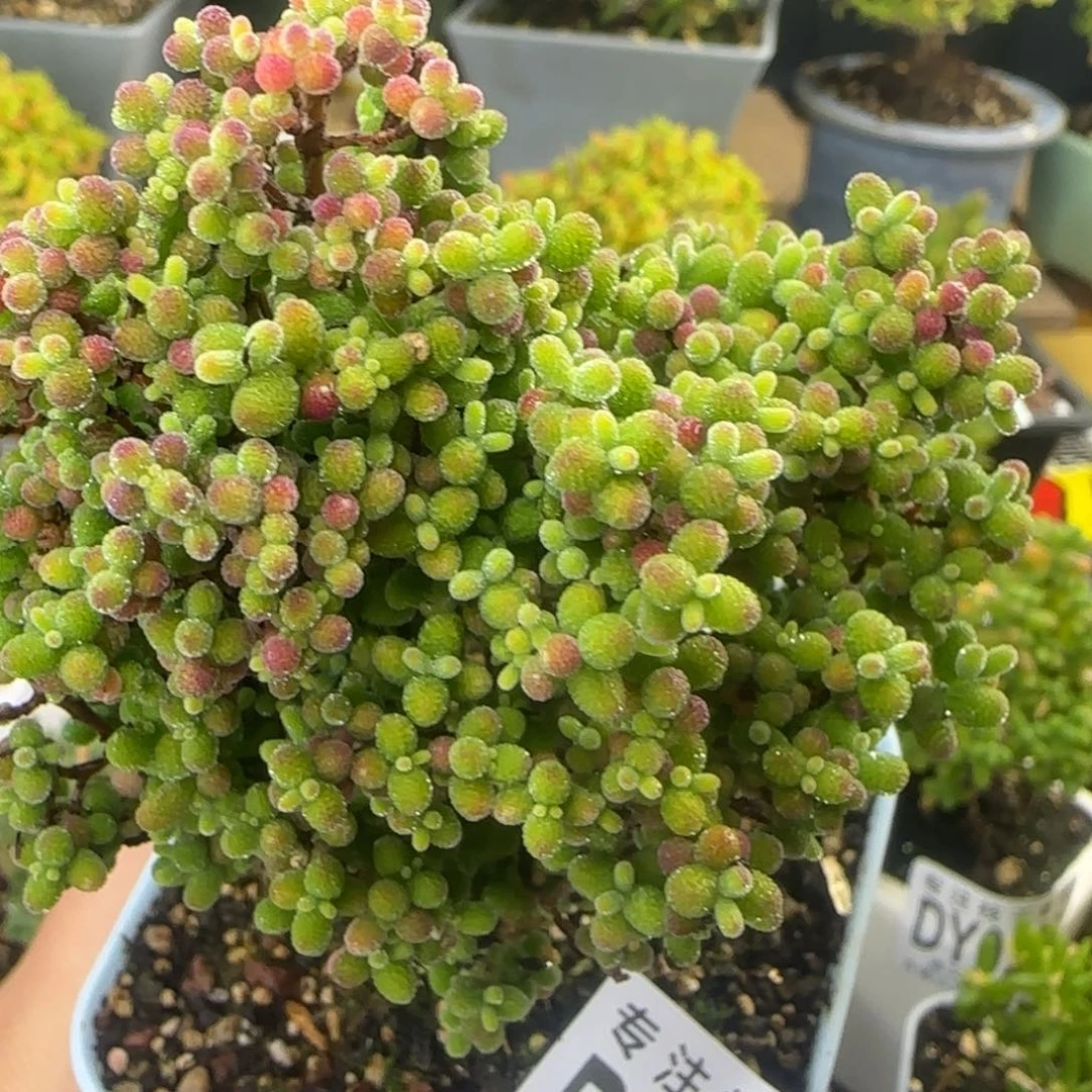 dy0278紫葡萄蜜橘精控