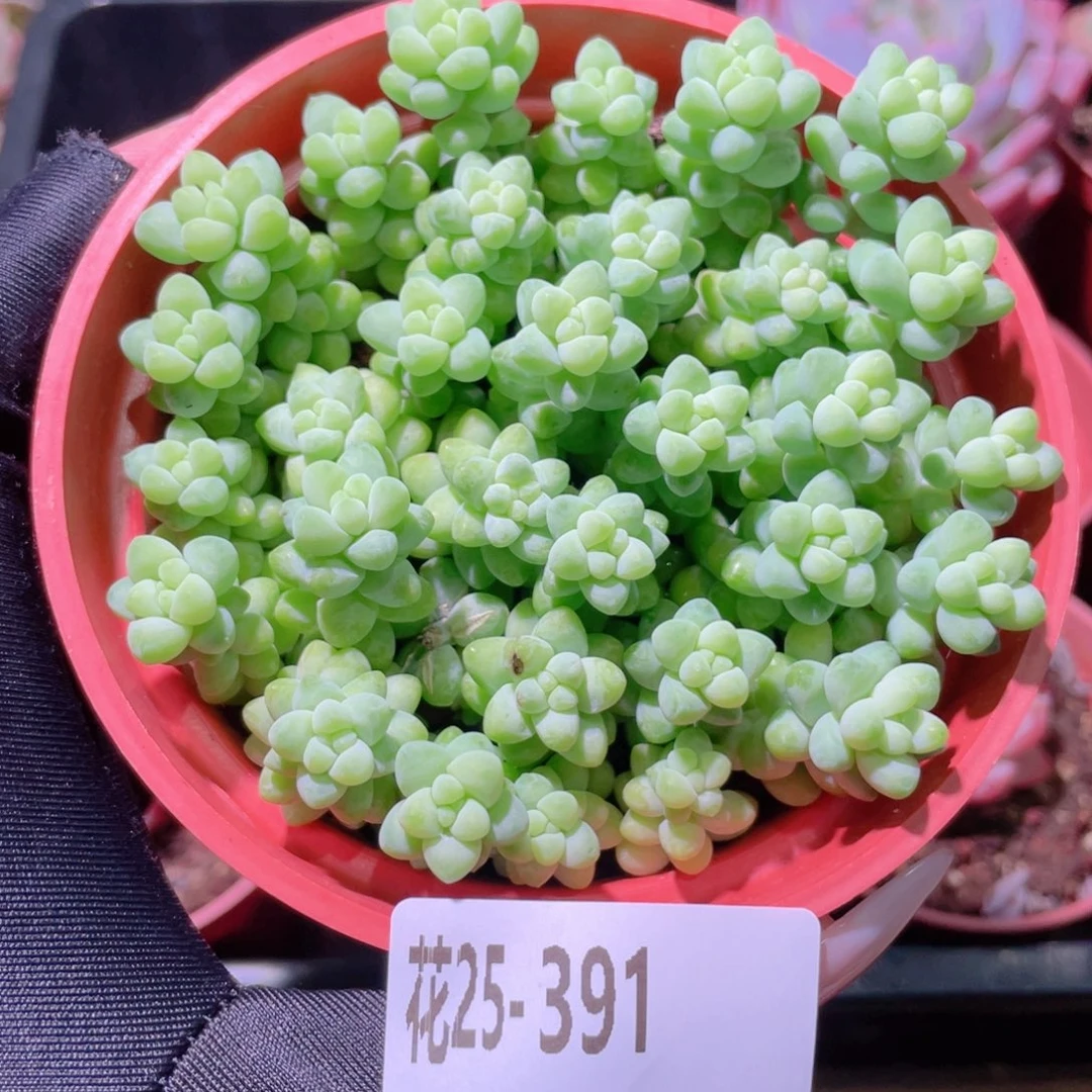 花利美25-391玉坠