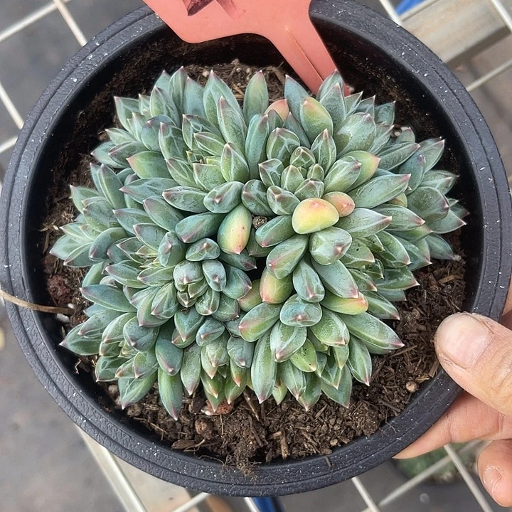 两单包邮，一物一拍412美人