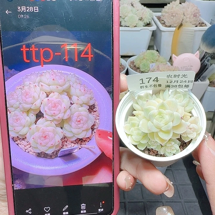 1224-174ttp-114麦杆