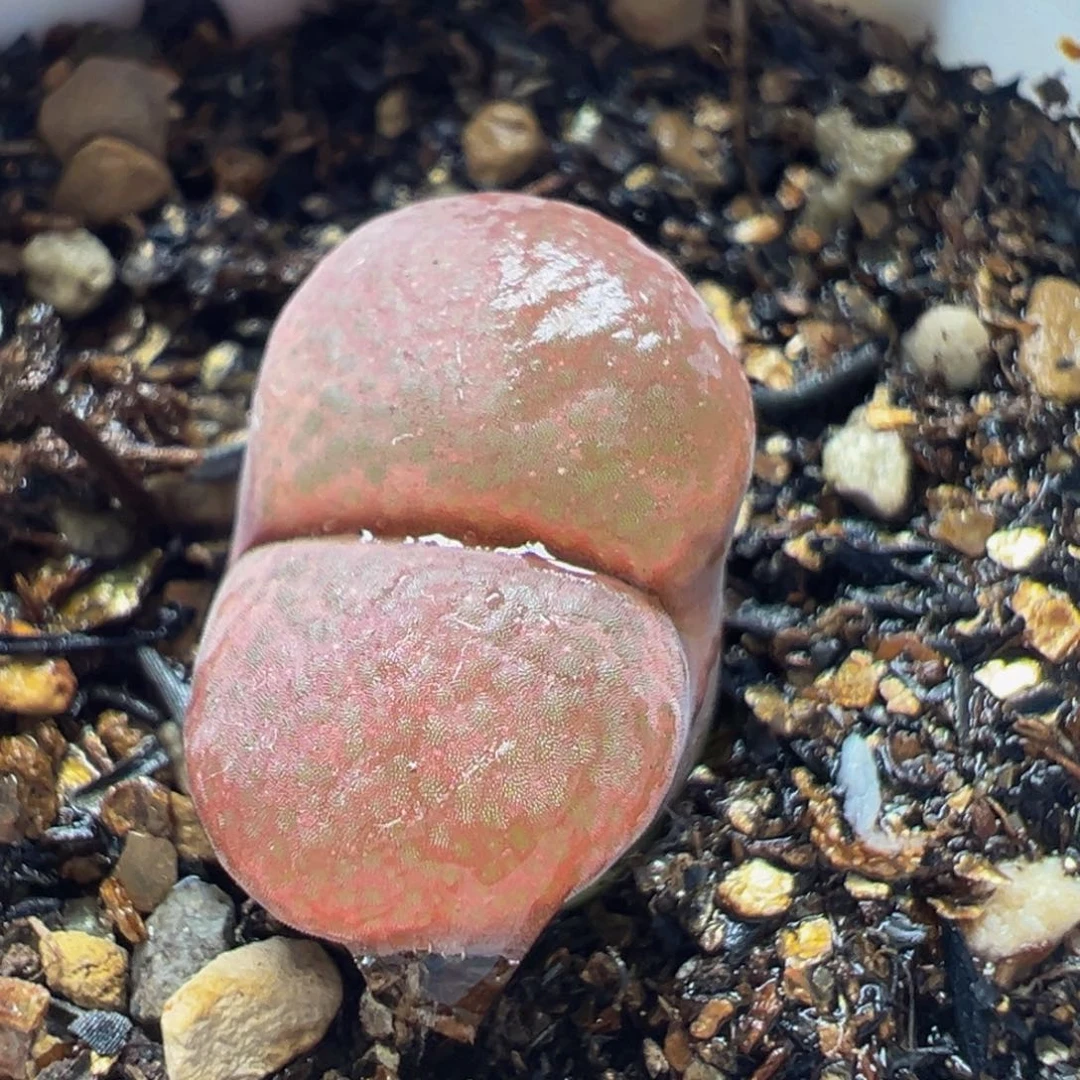 紫风铃多肉植物带盆