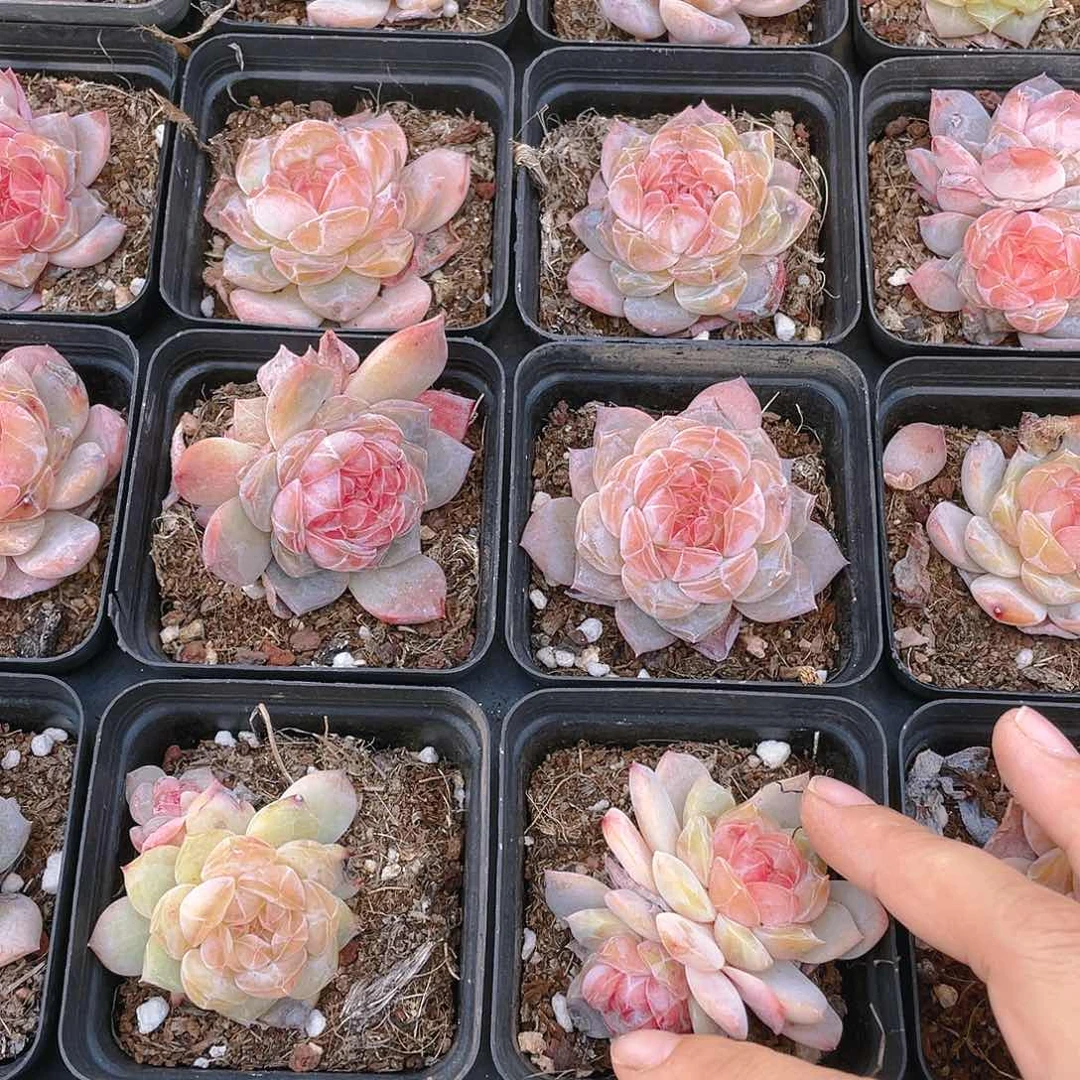 珍妮2号盆一个满25包邮