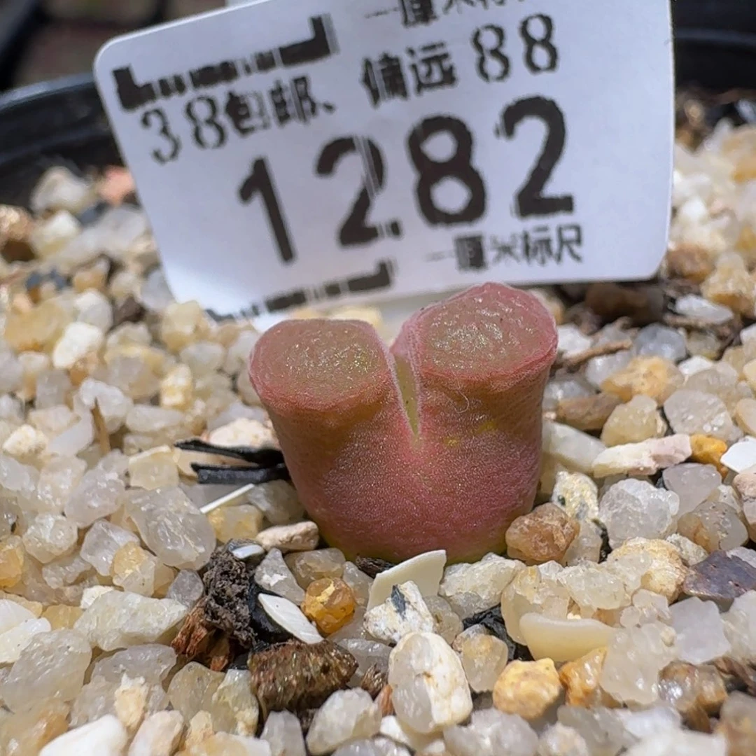 小***子Zzzz生石花肉锥1282