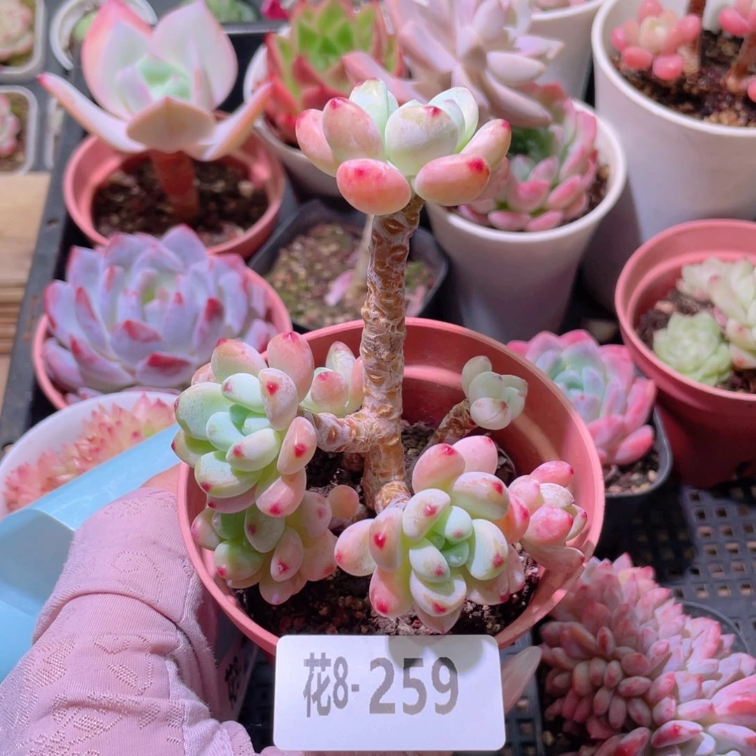 花利美8-259罗琦群