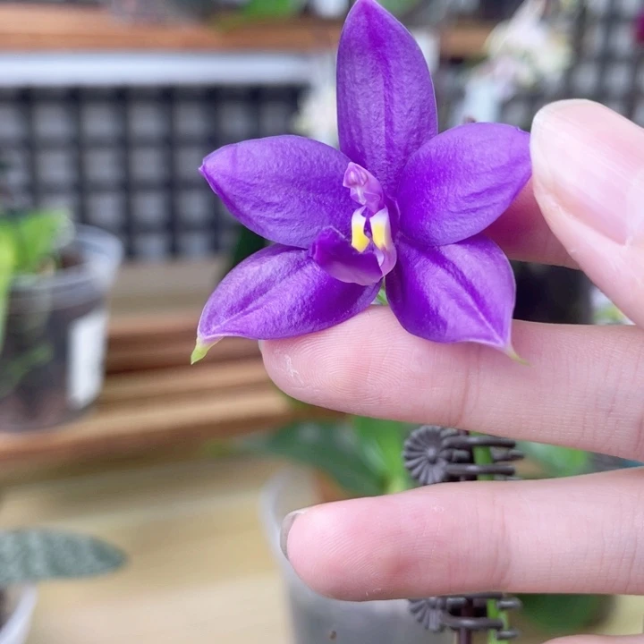 完全开放蓝彩虹-183