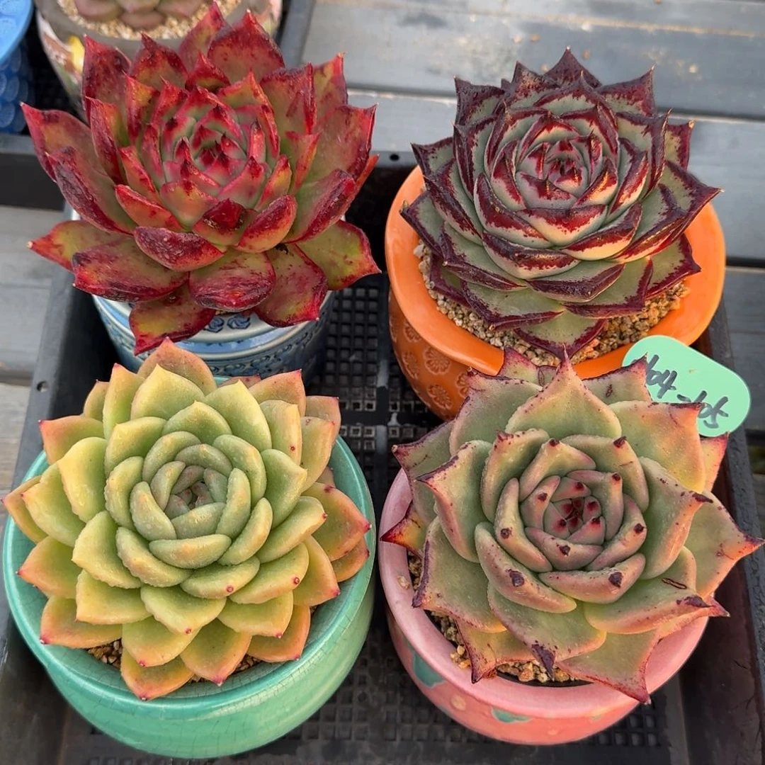 从前慢多肉精选编号0104.105