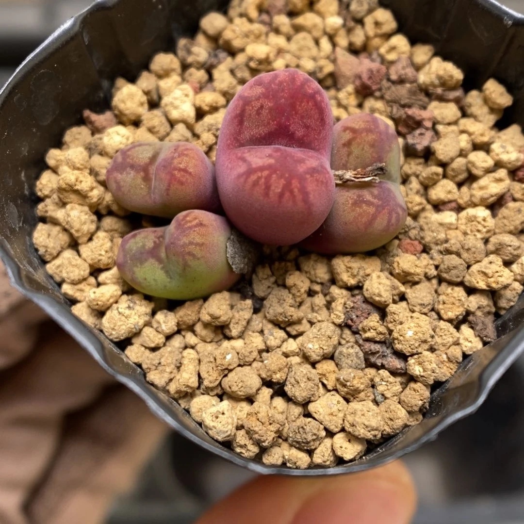 多肉植物肉锥杂交K-3536