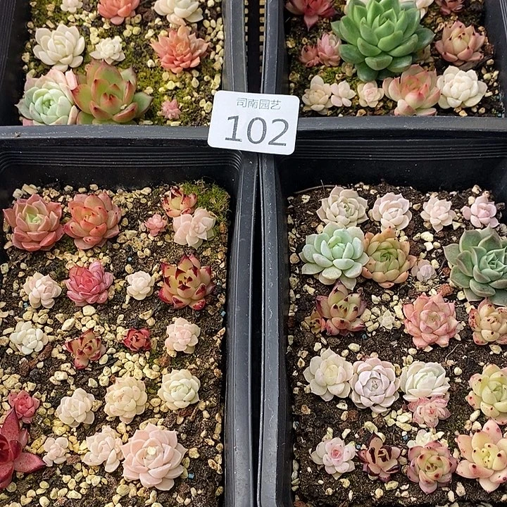 102 多肉植物盆栽花卉