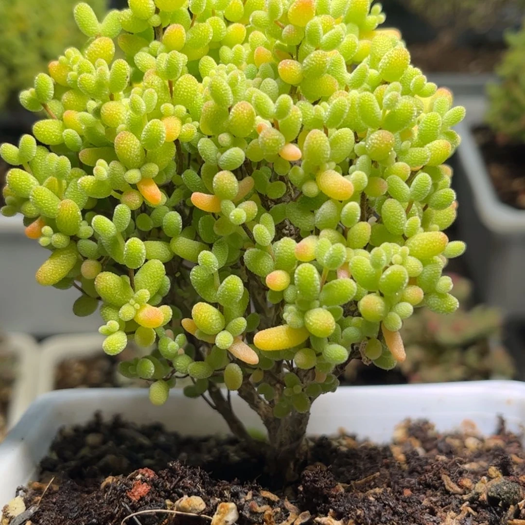 金桔枝干优选番杏