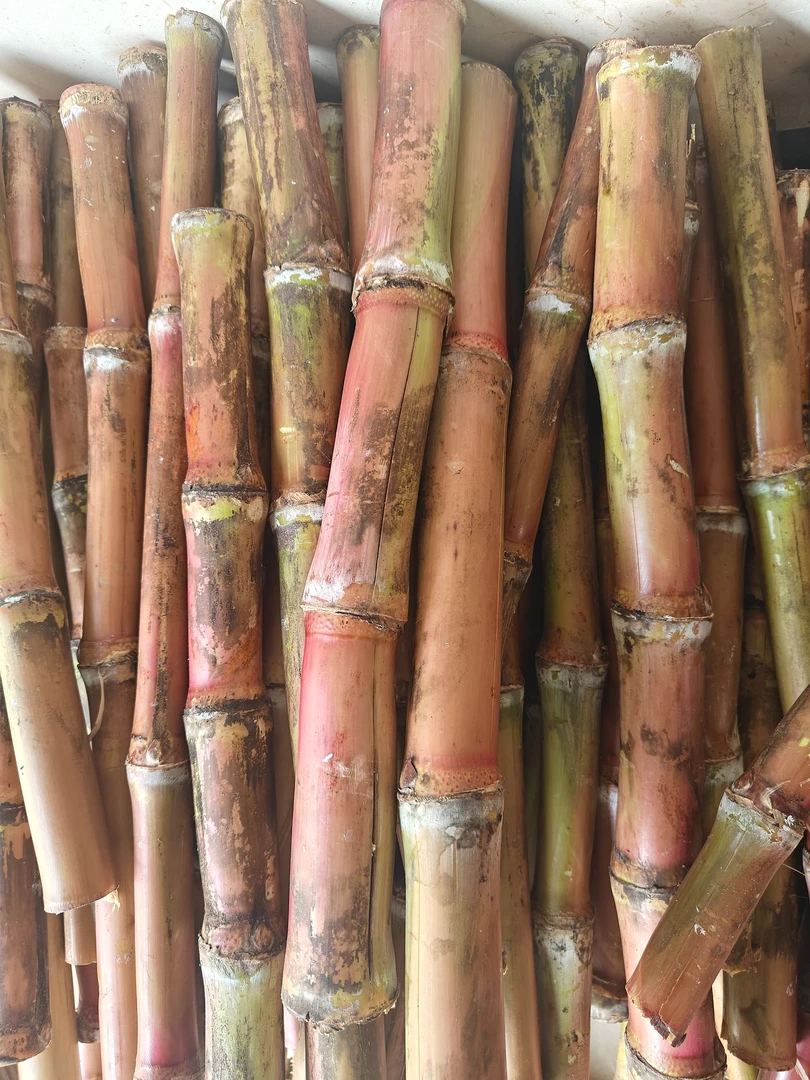 云南红皮脆皮甘蔗脆甜多汁净重9斤（有裂口介意别拍）