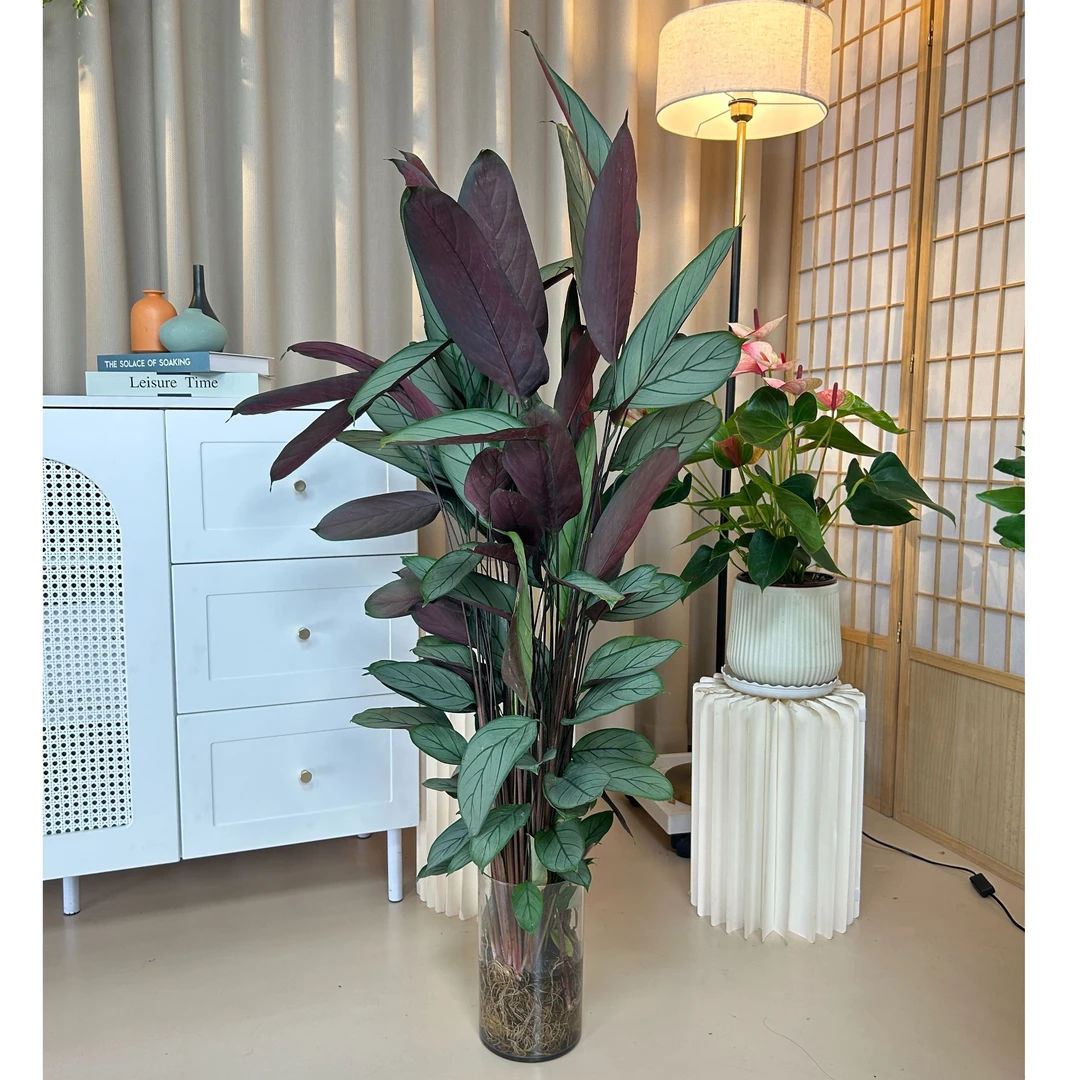 飞羽竹芋1.1-1.2米好养活水培植物土室内客厅办公室夏季阳台净化