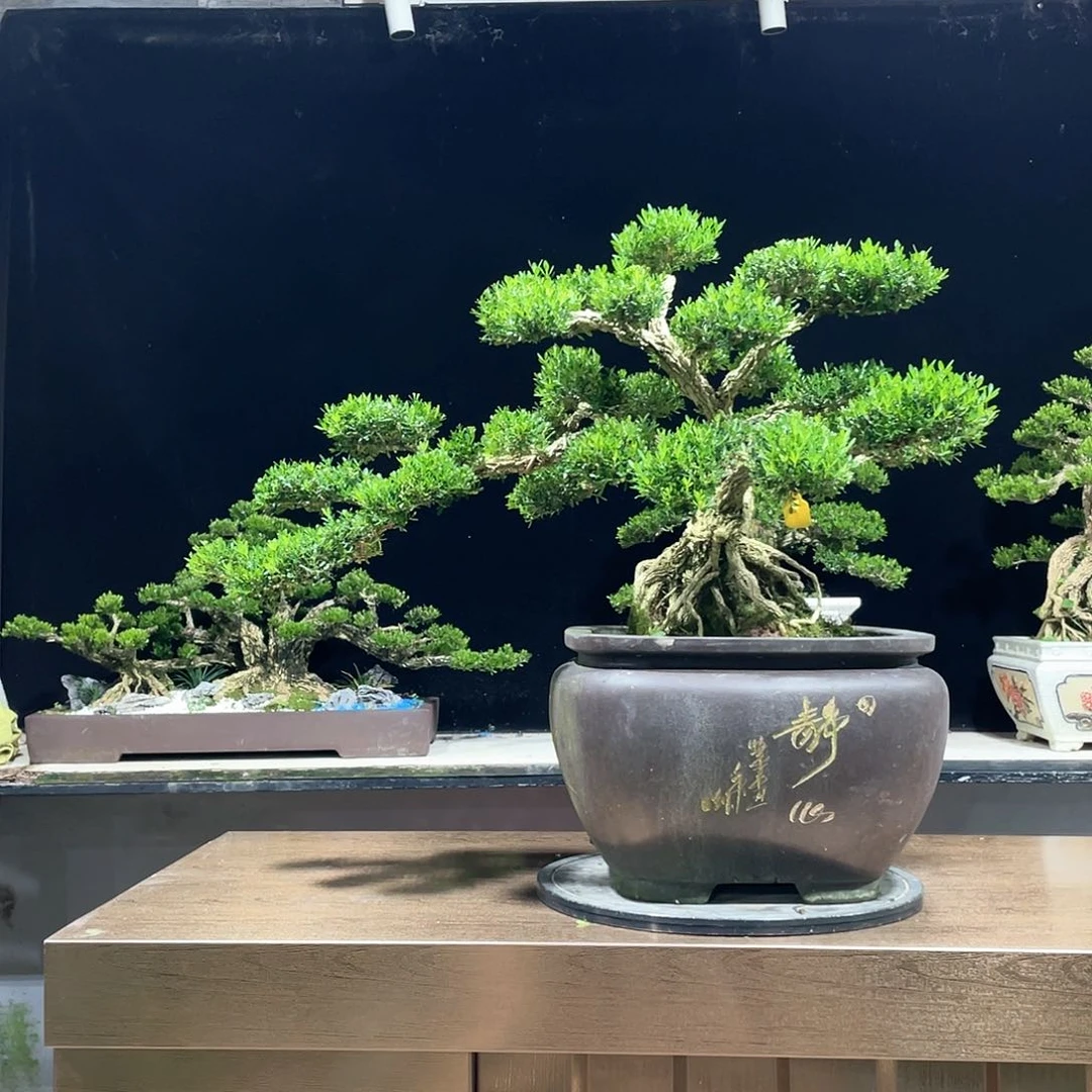 黄杨盆景四季常青