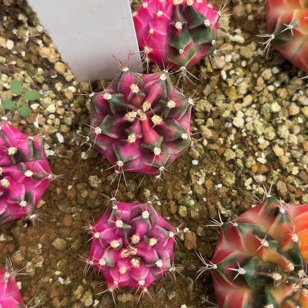 16-0627泰国发货多肉