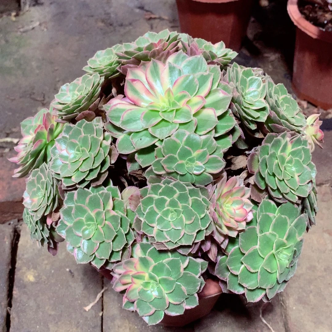 万花筒，多肉植物的