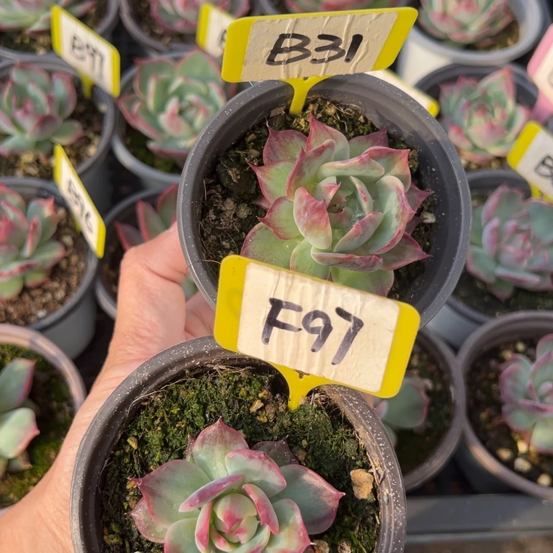 熊***毛B31 F97 惊鸿单头多肉