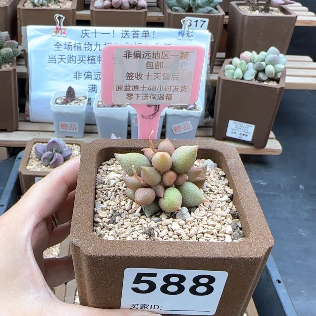 588小辣椒多肉植物