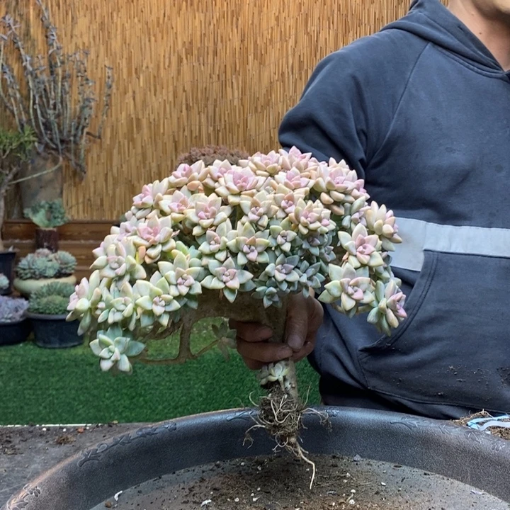 庆***你135 号淡雪多肉植物