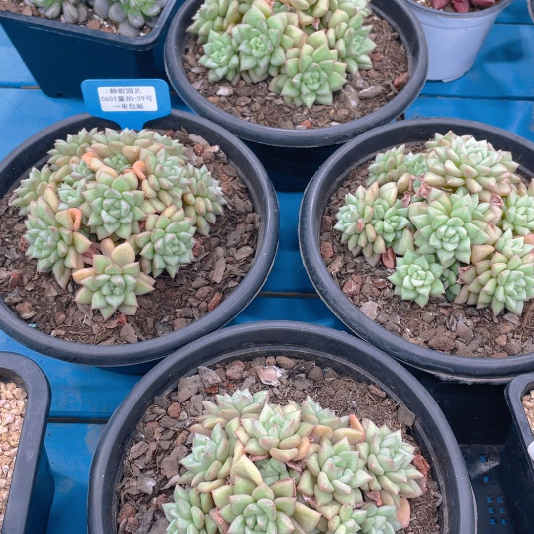 0601-29-母本大群手捧象牙一颗量拍