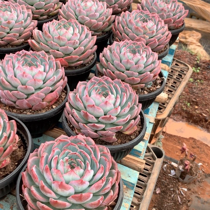 超大母本红鸾39.99