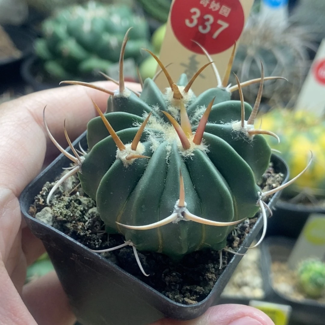 实生豪刺龙剑丸4.7cm