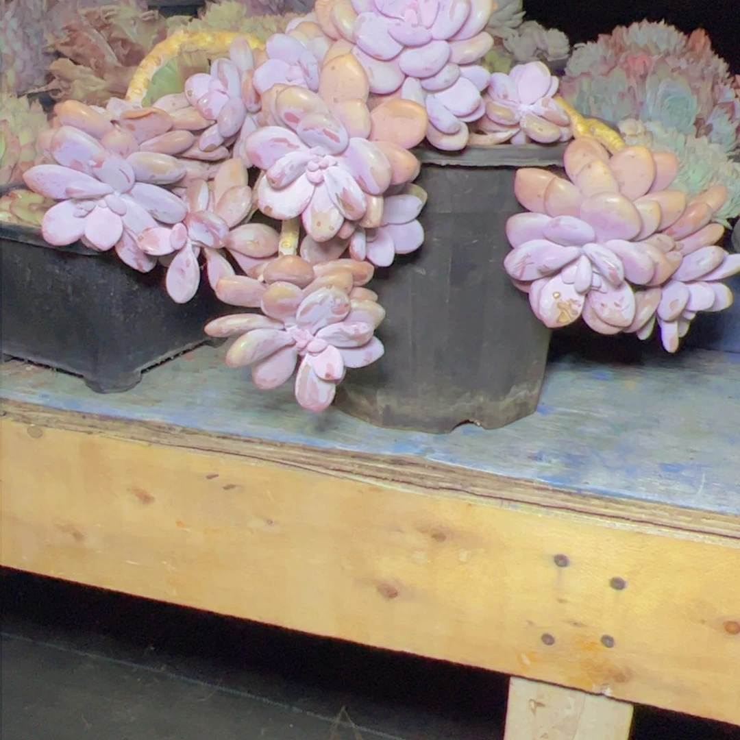 遇**阳桃霜2463多肉植物