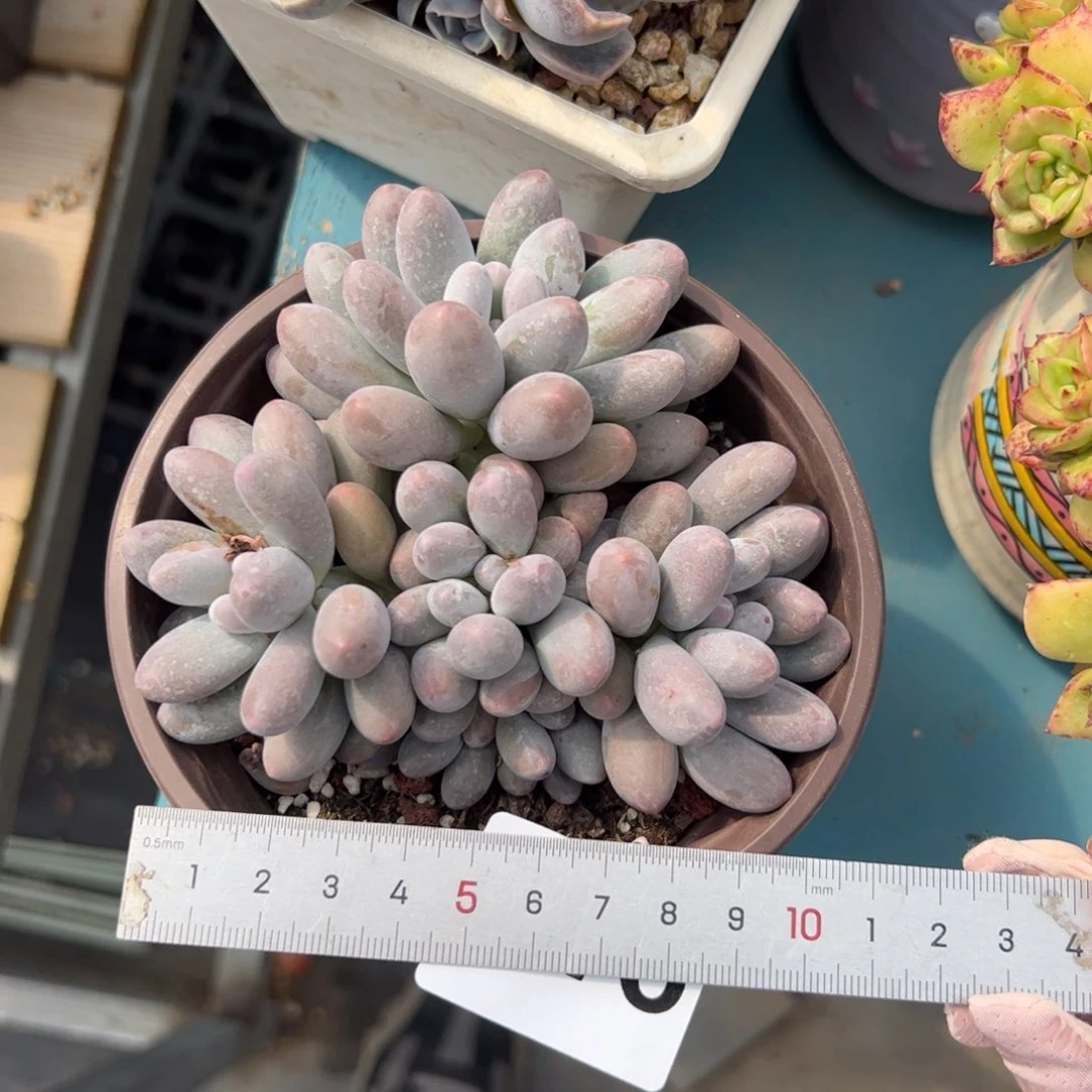 216 多肉植物组合盆栽