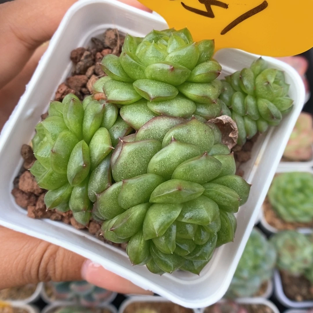 灯泡珍妮群生651号