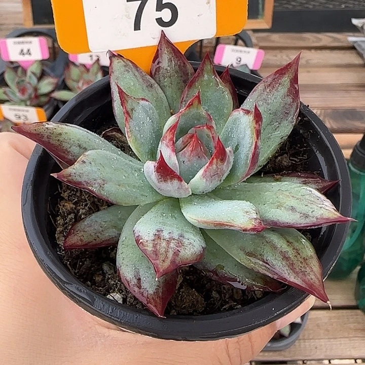 75 惊鸿仙子多肉植物
