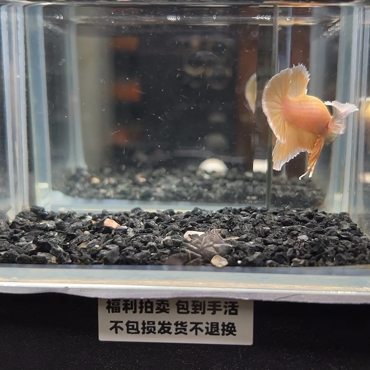 斗鱼竞拍跑单拉黑23日6