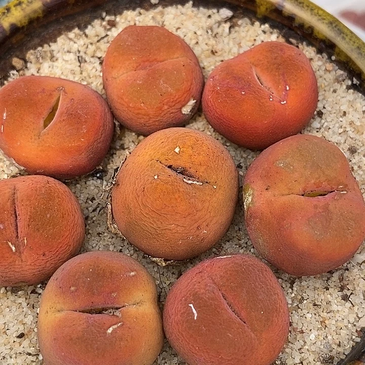 正版水蜜桃一颗有伤