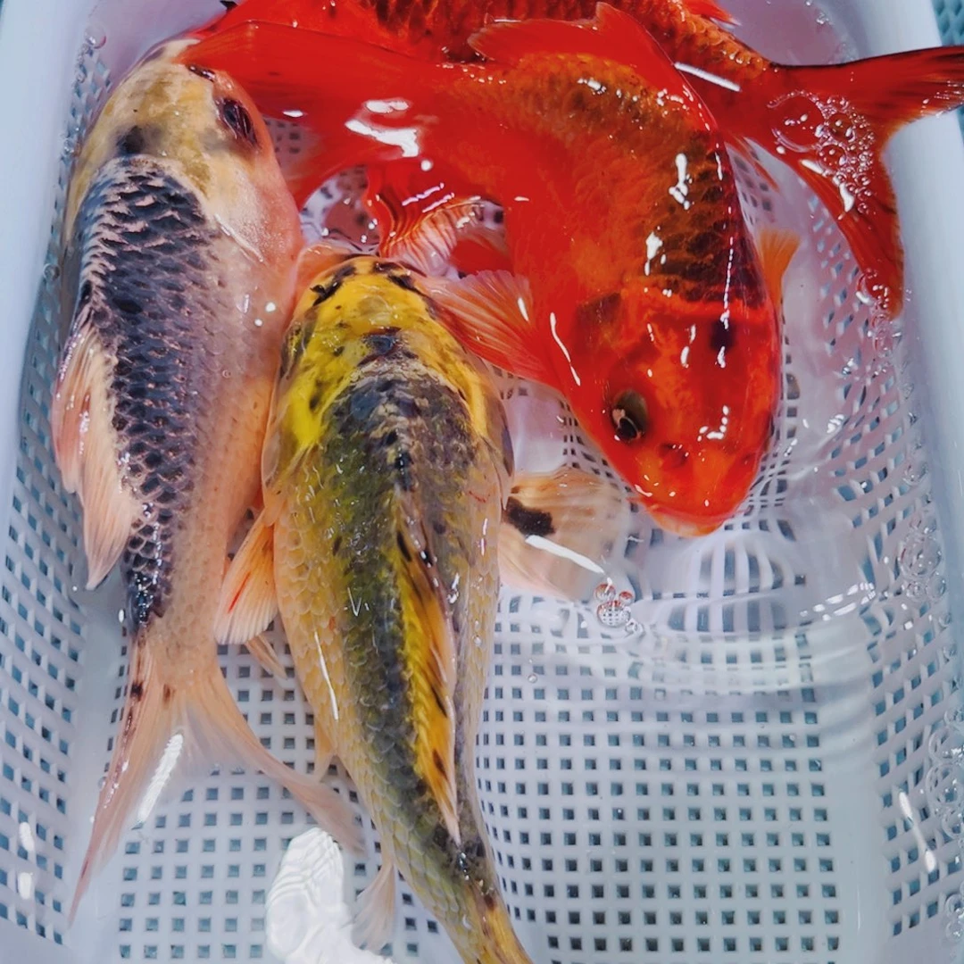 锦鲤锦鲤冷水鱼观赏102