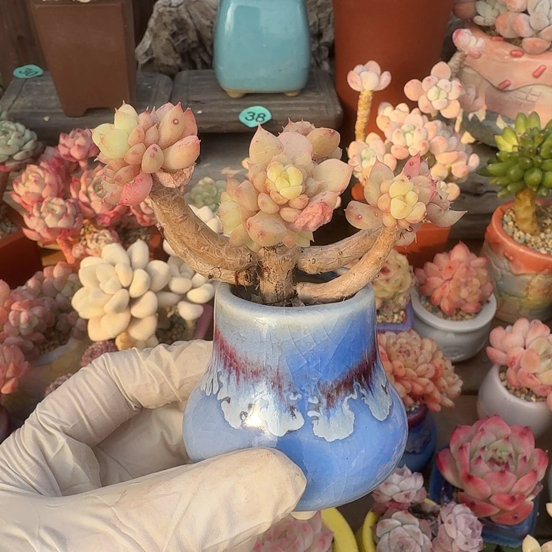 迪卡尔 多肉含盆土 一物一拍