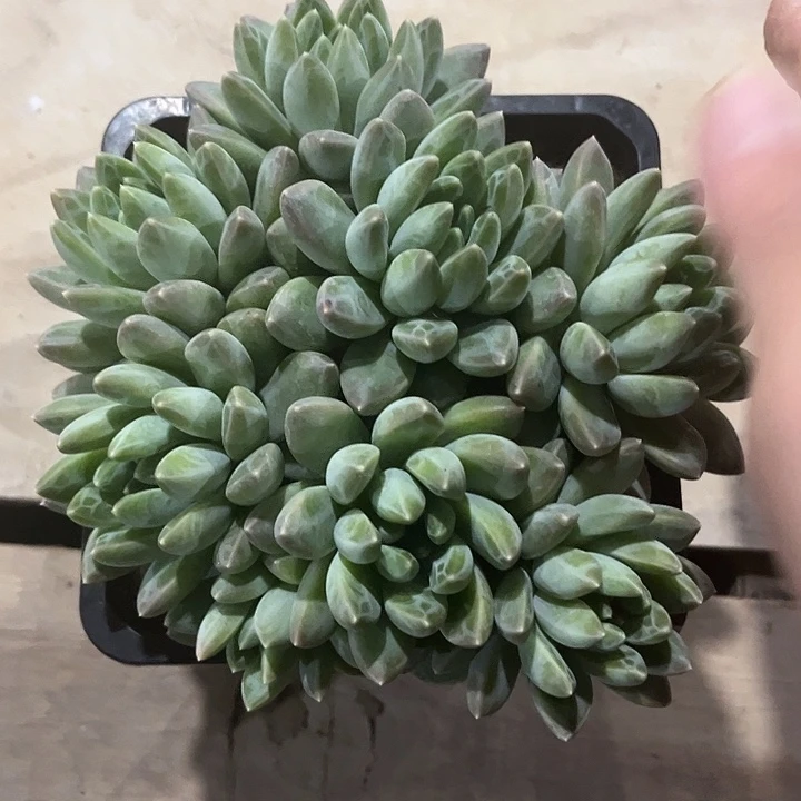 八头雨化石 自然群