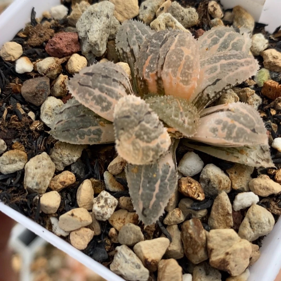 622具味城锦一物一拍