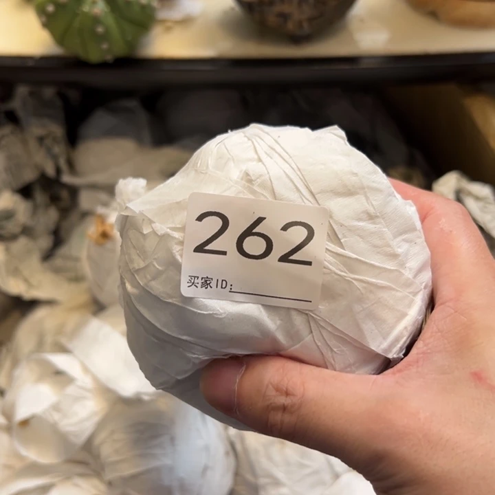 龘***龘兜星球仙人球262号球