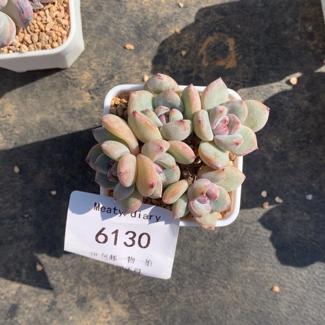 晓*6130星影一颗带盆