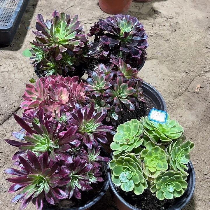 681多肉植物瑕疵特价，