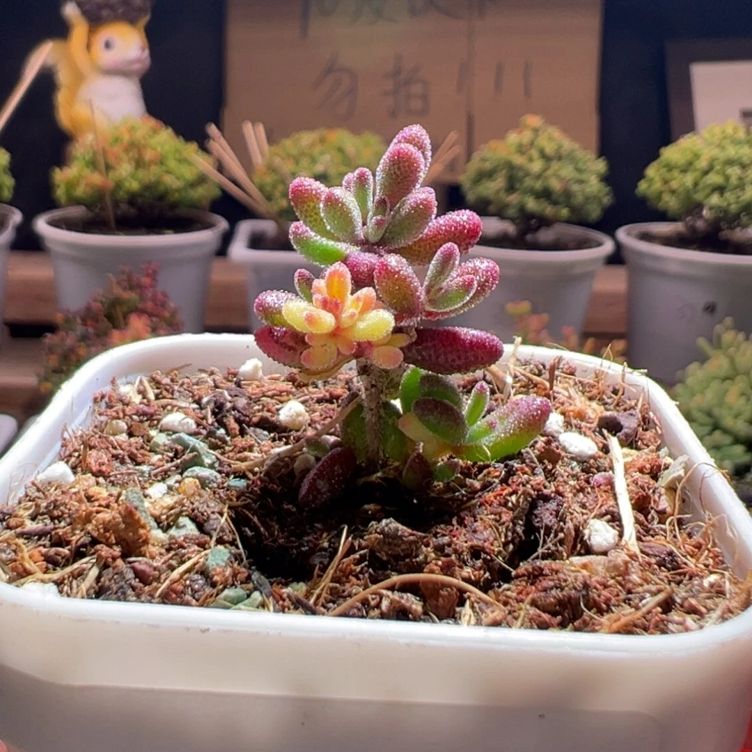 161红宝石全锦一物一拍包开箱