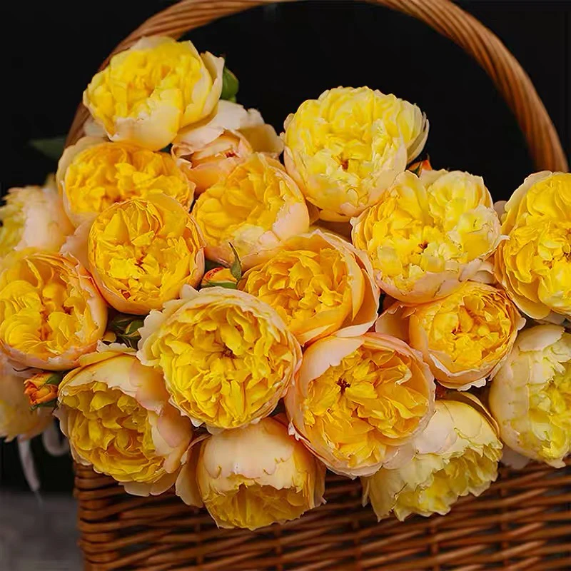 柠檬糖月季 国月 爬藤大花 黄色 多头 勤花 抗病 直立 耐开 多季