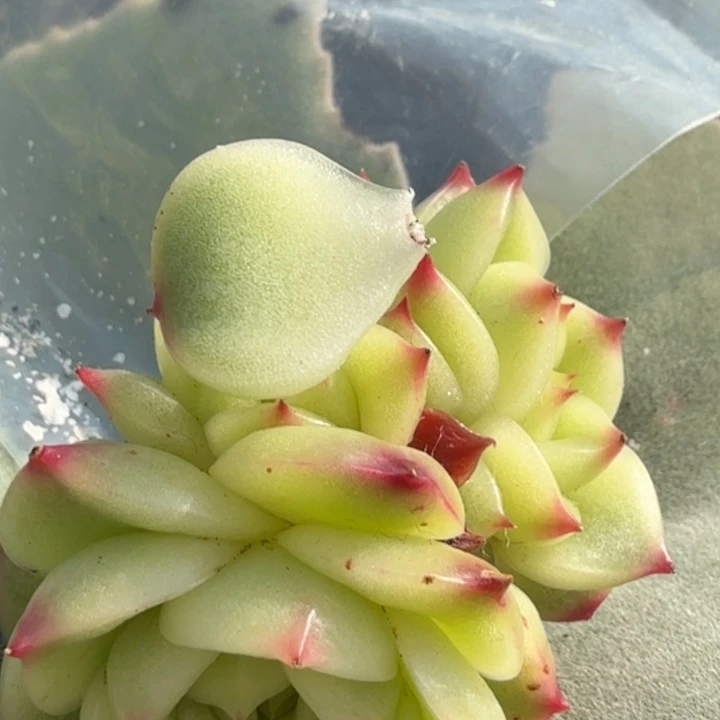 蓝龙锦一个叶片片的价格